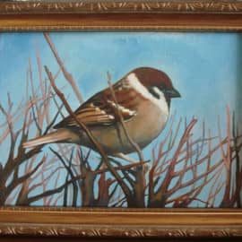 Воробей. Февраль. 