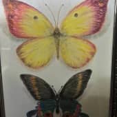 Бабочки2