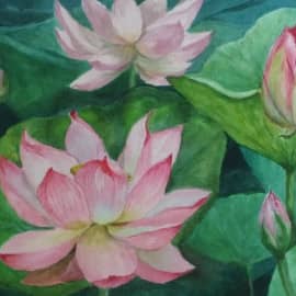 Лотосы России