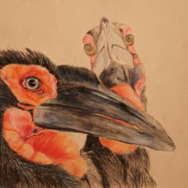 Кафрский ворон