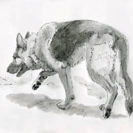 Мохнатый друг