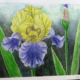 Ирис
