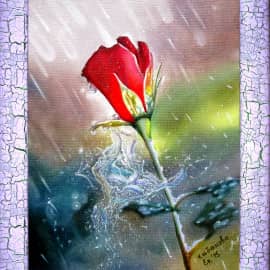 Роза под дождем
