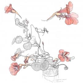 Осенняя Настурция (Tropaeolum). Октябрь 2015 г.