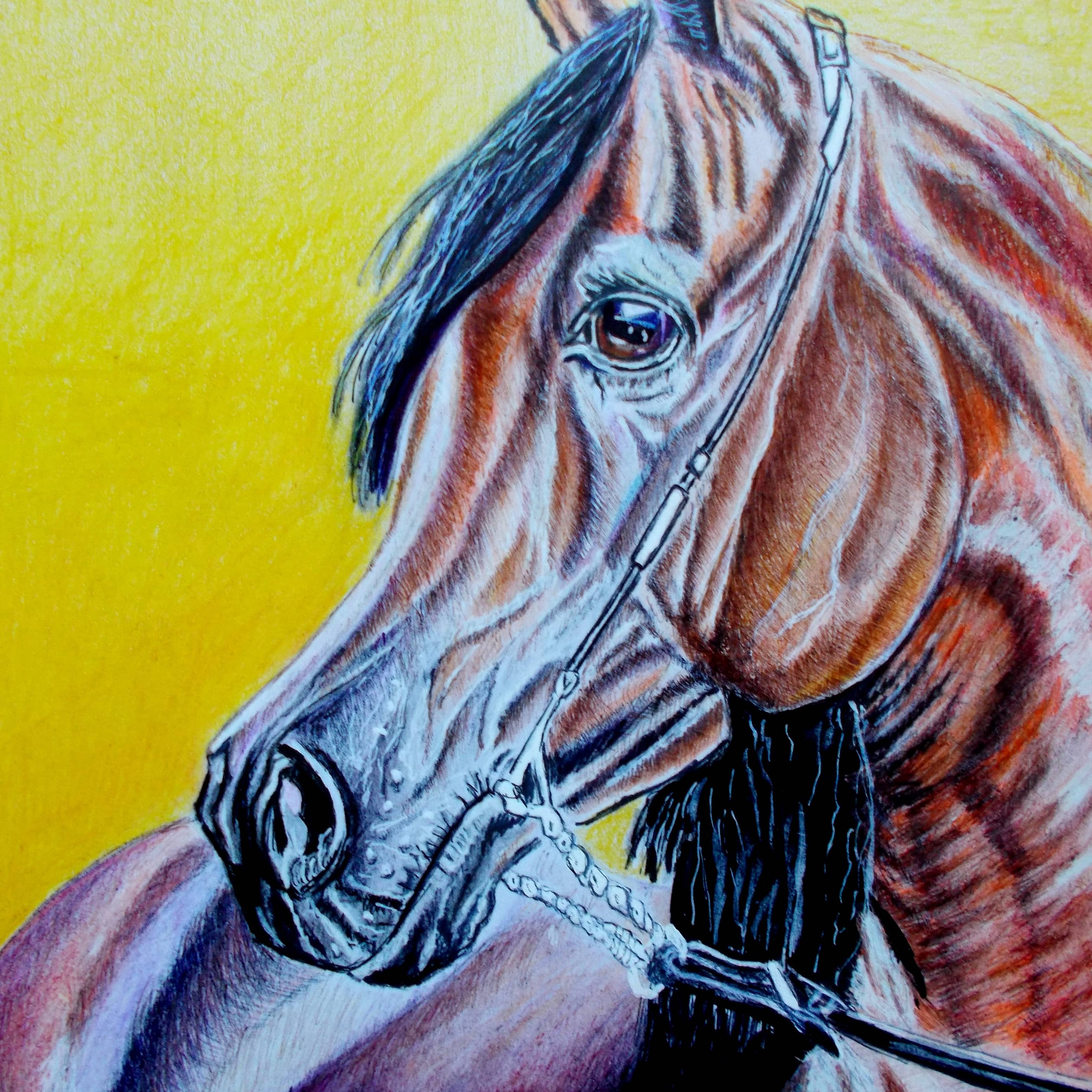 Портрет арабскои лошади.