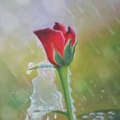 Роза и дождь