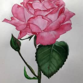 Роза, сюжет 2