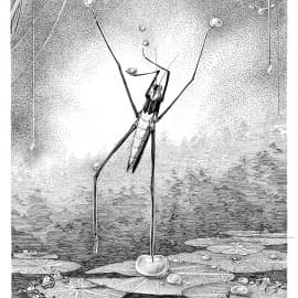 Водомерка (из серии зарисовка энтомолога любителя)