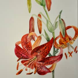 Лилия саранка