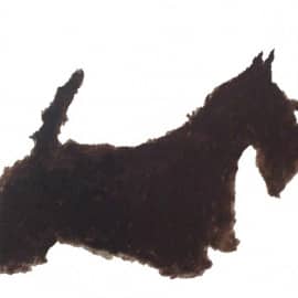 Скотч-терьер Крузер