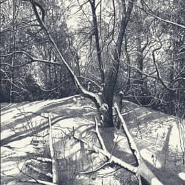  Зачарованный