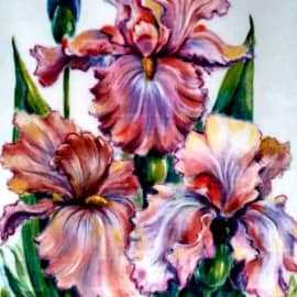 Ирисы.40-60. 2017г. Хитрина И.Р.