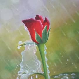 Роза и дождь