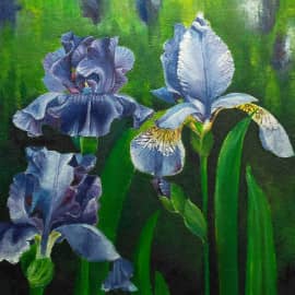 Ирисы