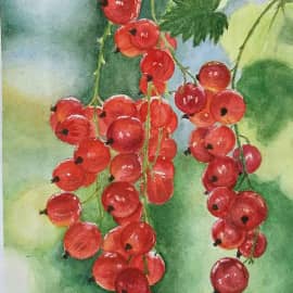 Красная смородина