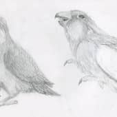 Зарисовки попугая