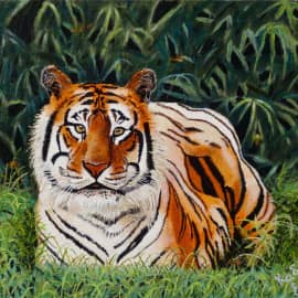 Тигр (сафари в ЮАР)