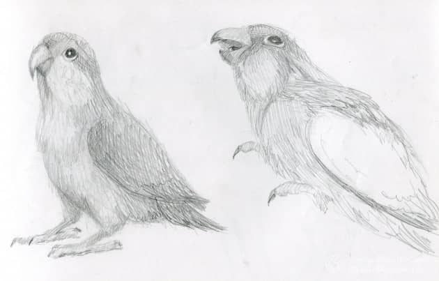 Зарисовки попугая