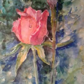 Роза в саду