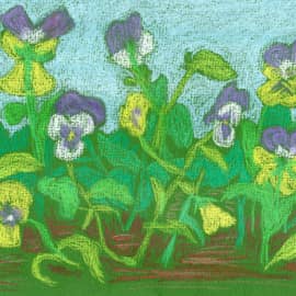 Анютины глазки