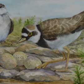 Зуек и ласточка Береговушка