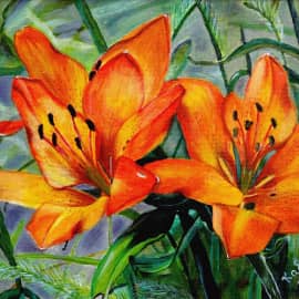 Лилии в моем саду