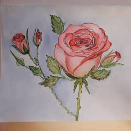 Прекрасная роза