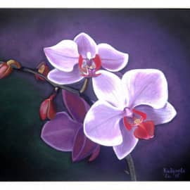 Ветка орхидеи