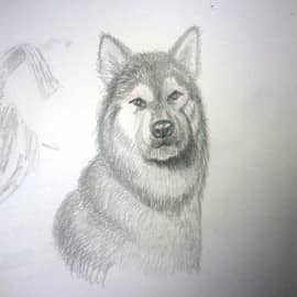 Пес подруги. Порода Маламут.