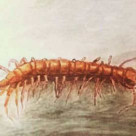 Сколопендра