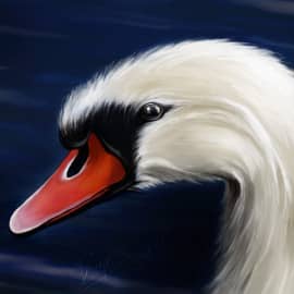 Белый лебедь