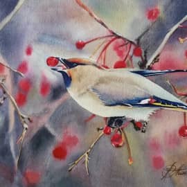 Свиристель на ветке