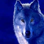 Рисуем животных: анатомия волка 