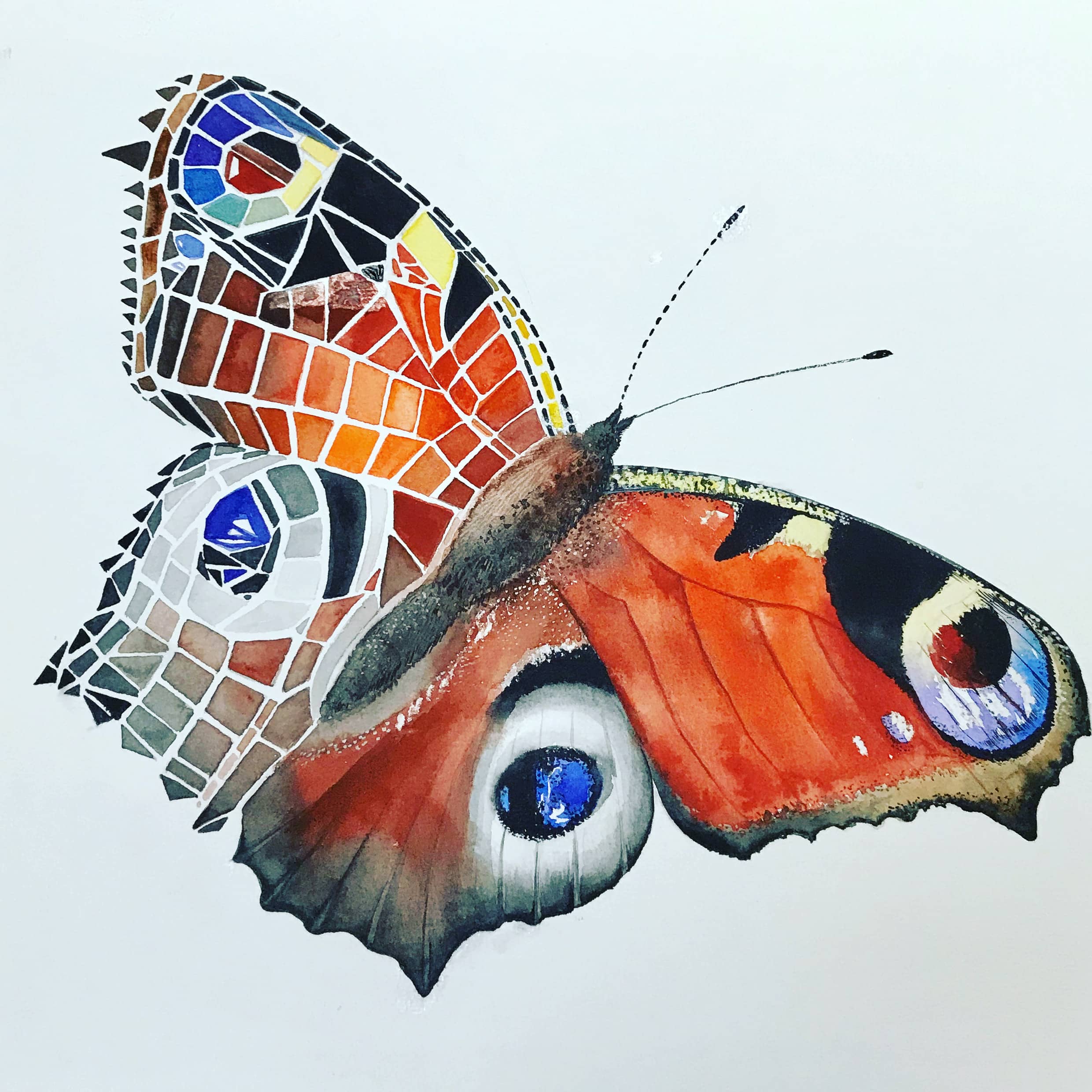 Крылья бабочки акварель