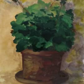 Пеларгония