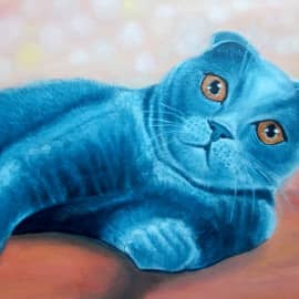 Шотландская вислоухая.