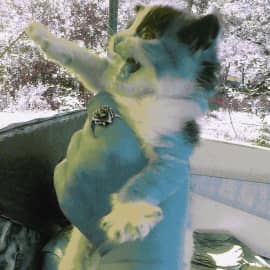 Премия котик