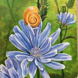 люблю цикорий