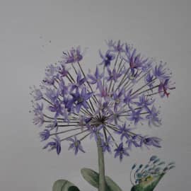 Декоративный лук