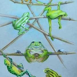 Веселые лягушки
