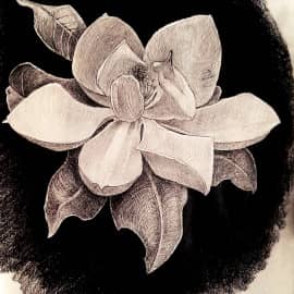 Magnolia Grandiflora