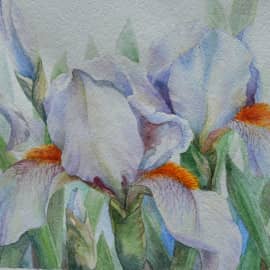 Ирисы