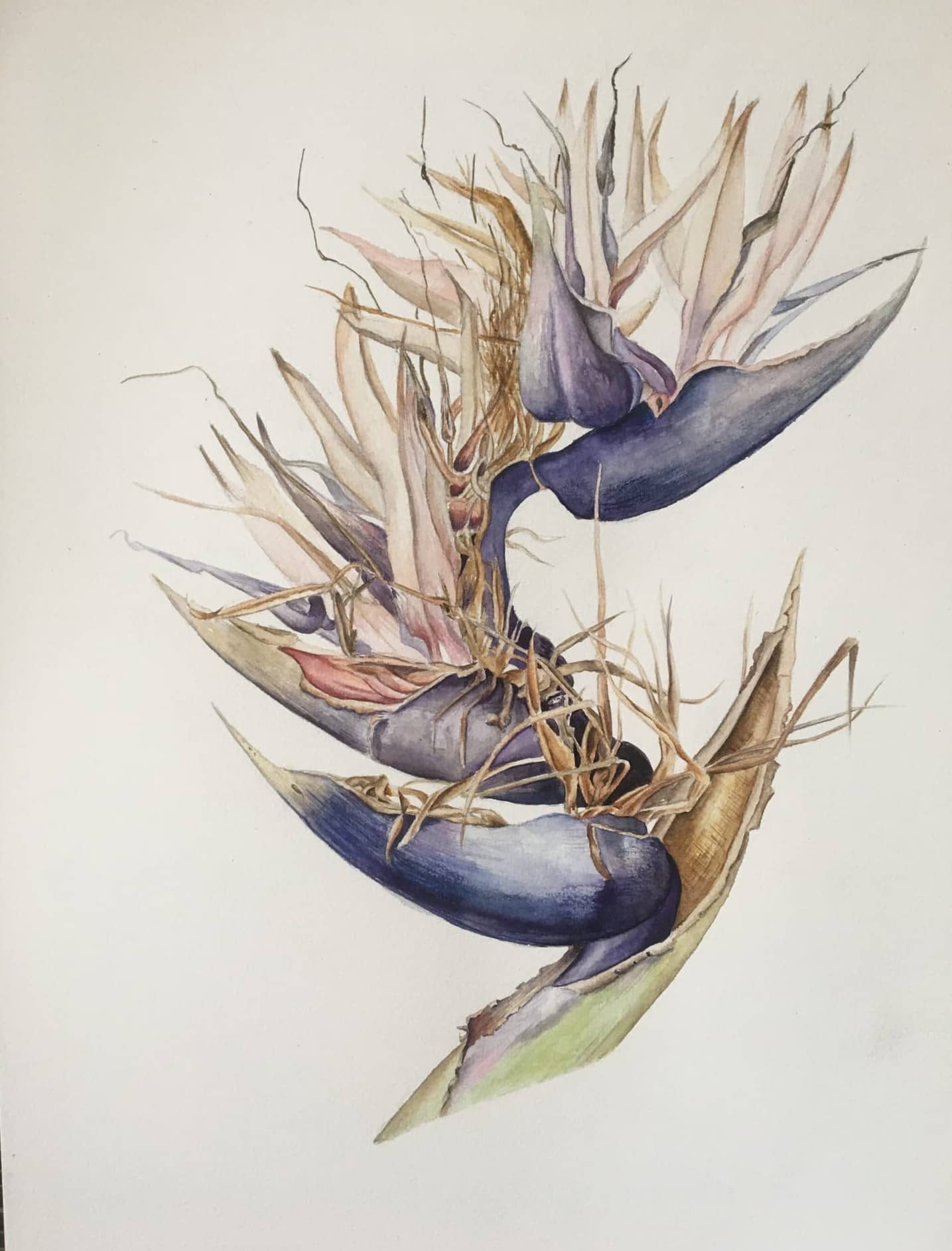 heliconia, watercolor, 30*42 cm