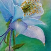 Голубая аквилегия  или голубая звезда .