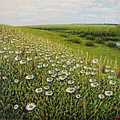 Ромашковое поле