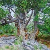 Могучий кедр.