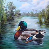 Днестровские плавни