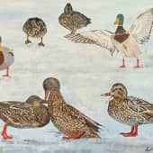 Утиный базар