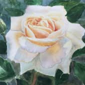 Роза Gold из сада