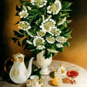 Калина белая  The White Snowball Tree